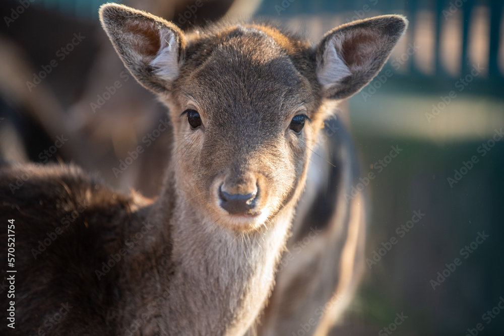 Portrait of beautiful Fallow deer fawn.
Portrait of beautiful Fallow deer fawn.