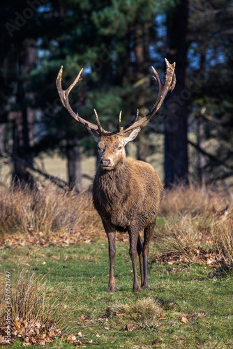 An upright vertical portrait of a red deer stag as he stands facing the camera in a natural woodland setting © alan1951