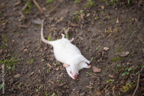 Contagion, dead rats laying on a soil floor. Dead white mouse. 