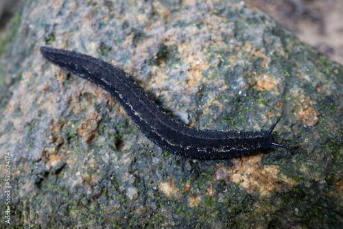 A typical black slug on top of a rock in Malaysia