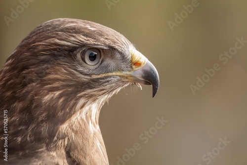 UK common buzzard photo