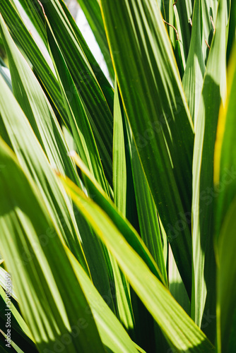 Green palm leaf with sun light