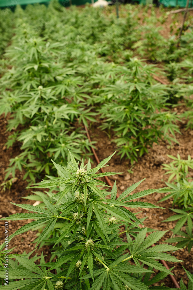 planting marijuana outdoors in the u.s. planting marijuana outdoors in the u.s.