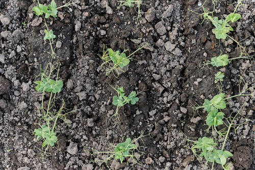 rows of ecologically clean shoots of young peas