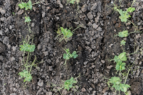 rows of ecologically clean shoots of young peas photo