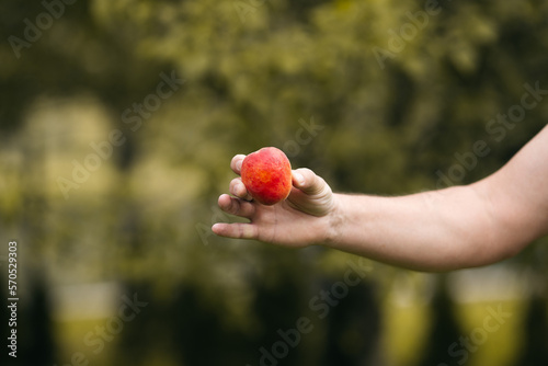 Close-up of man hand holding appricot photo