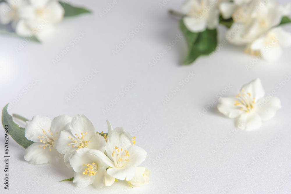 White background with fragrant white jasmine flowers White background with fragrant white jasmine flowers