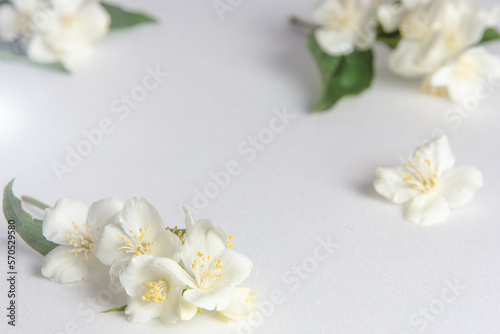 White background with fragrant white jasmine flowers photo