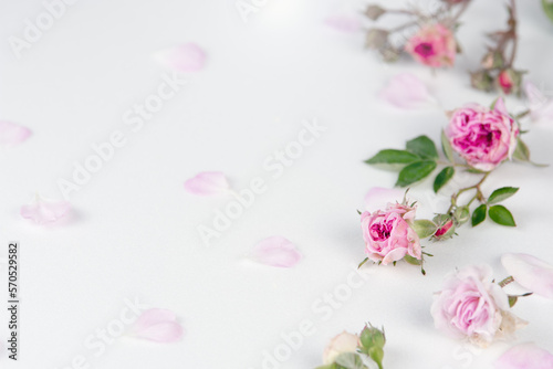 Bright white background with fresh pink roses and delicate petal photo