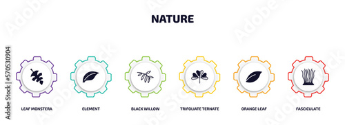 nature infographic element with filled icons and 6 step or option. nature icons such as leaf monstera, element, black willow, trifoliate ternate, orange leaf, fasciculate vector.