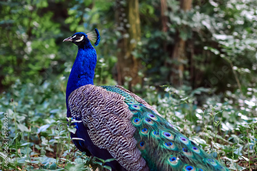 A peacock in the park