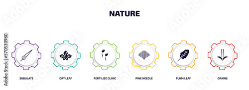 nature infographic element with filled icons and 6 step or option. nature icons such as subulate, dry leaf, fertilize clinic, pine needle, plum leaf, grains vector.
