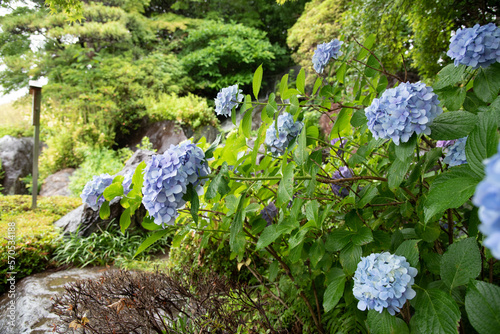 紫陽花