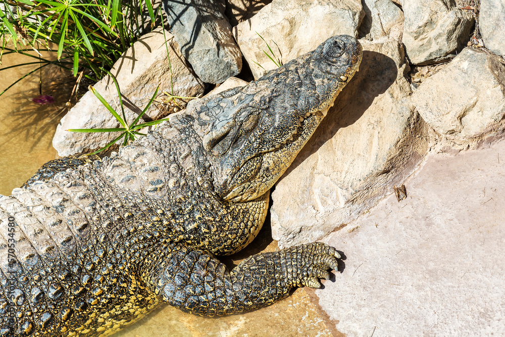 Crocodile on the shore basking in the sun, close-up Crocodile on the shore basking in the sun, close-up