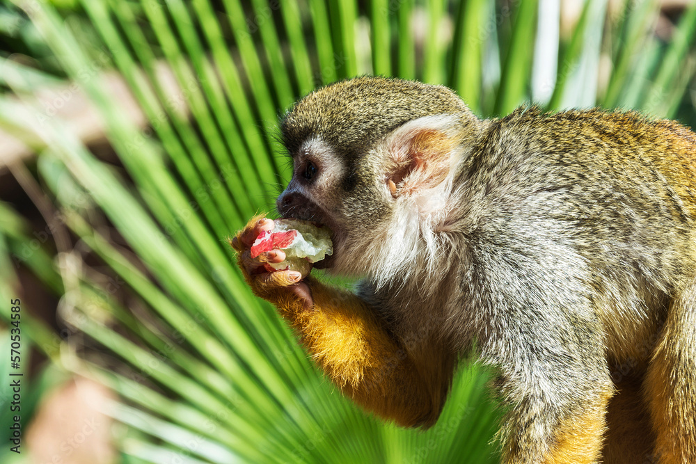 Obraz premium Little monkey eats fruit, close-up