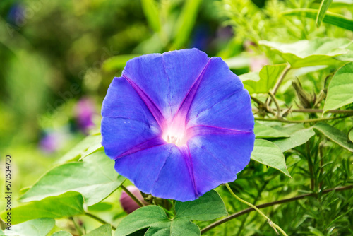 Purple flower morning Glory, close-up on blurred background