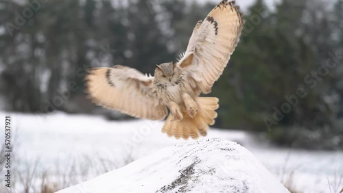 Siberian Eagle Owl landing on the snowy rock with winter forest in background. Slow motion arrival of the big bird of pray to the ground. Winter animal theme scene.