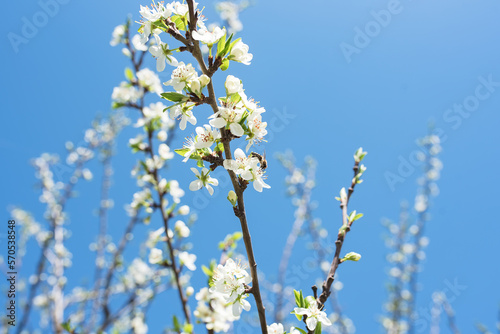 plum blossom, flowers branch