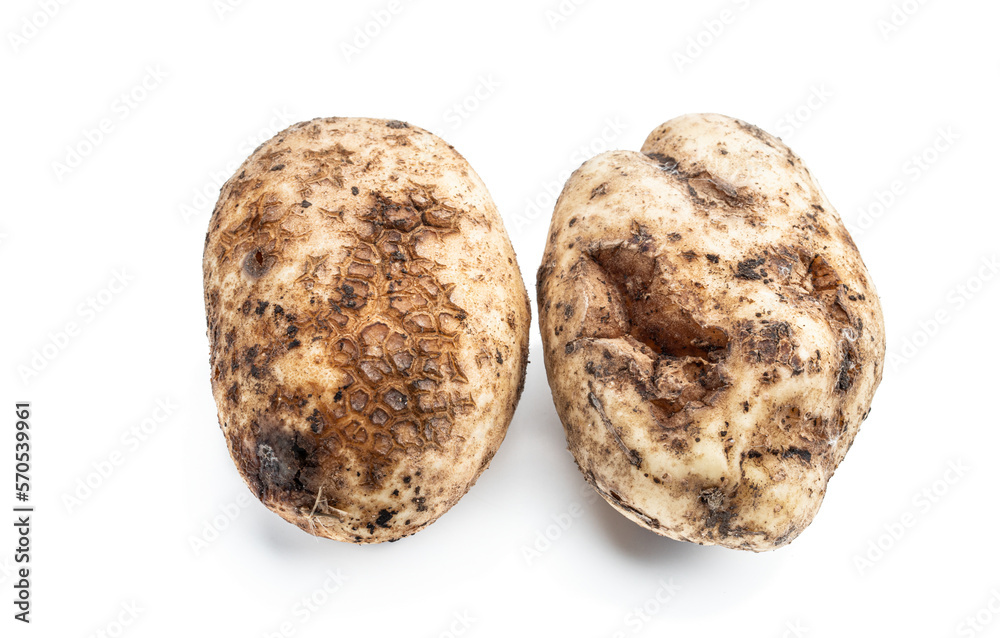 Diseased potato tubers isolated on white background Diseased potato tubers isolated on white background