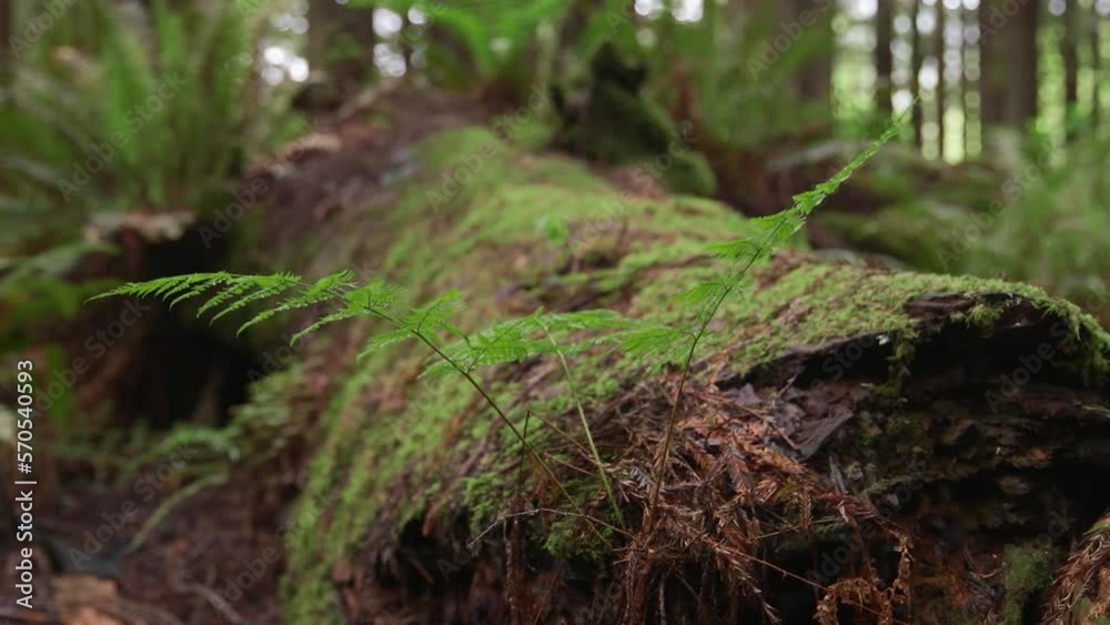 Tilt shot of moss covered tree trunk amidst plants at Redwood National and State Parks Tilt shot of moss covered tree trunk amidst plants at Redwood National and State Parks