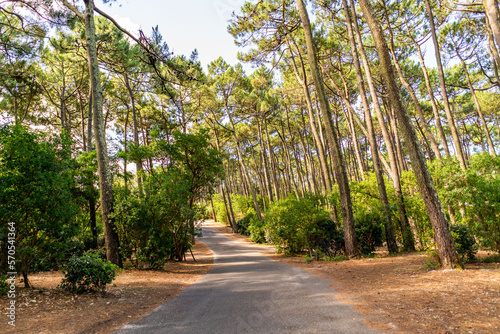 Little small path in the pine forest on a sunny day green stuff forest road in Cap ferret France photo