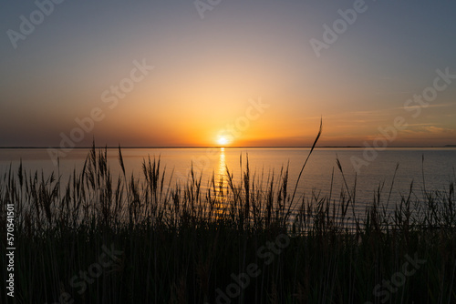 Orange sunset over the calm water view with reeds plants