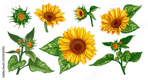Beautiful bouquet of Helianthus. Collection of hand drawn colored Sunflowers. Vector illustration of plant elements for floral design. Sketch of wildflowers isolated on a white background.