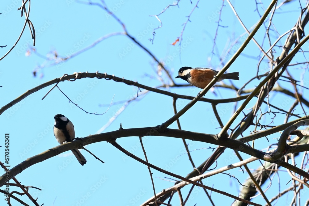 A varied tit. Passerifornes Paridae.
It is an omnivore and eats insects and nuts on trees by holding them with its feet. It is a smart and friendly wild bird. A varied tit. Passerifornes Paridae.
It is an omnivore and eats insects and nuts on trees by holding them with its feet. It is a smart and friendly wild bird.