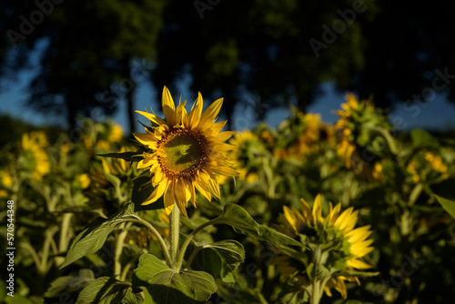 SUNFLOWERS - Beautifully blooming plant in the rays of sun
 photo