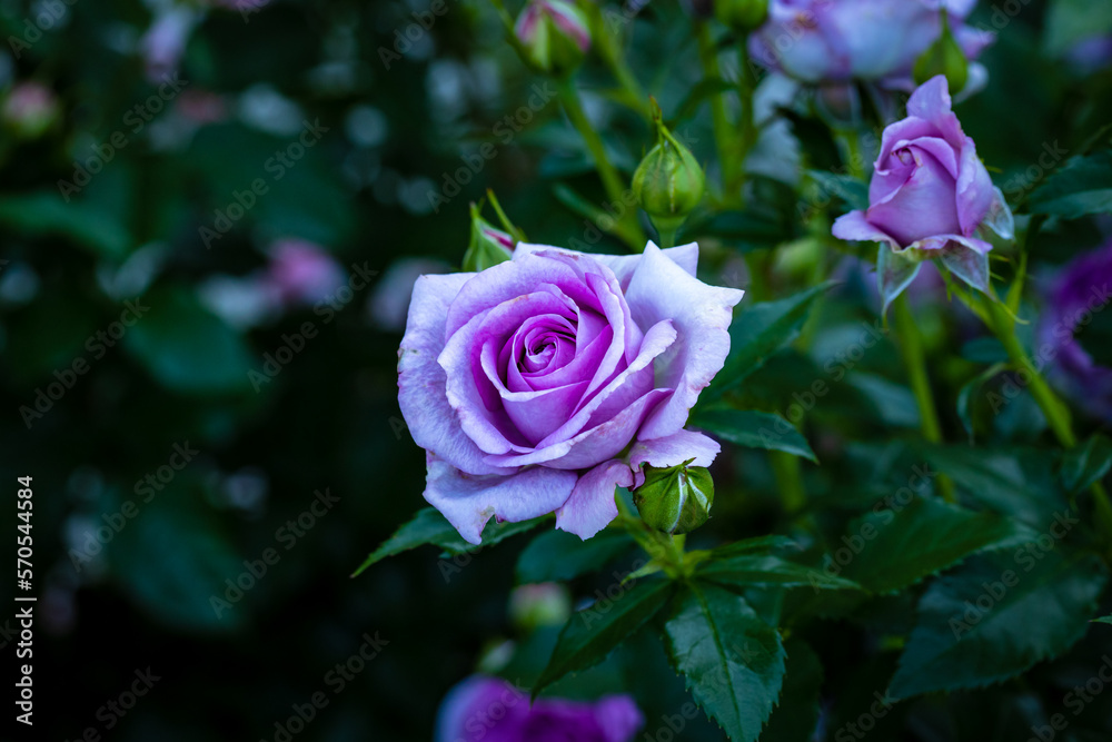 Fragrant Rose in Full Blossom Fragrant Rose in Full Blossom