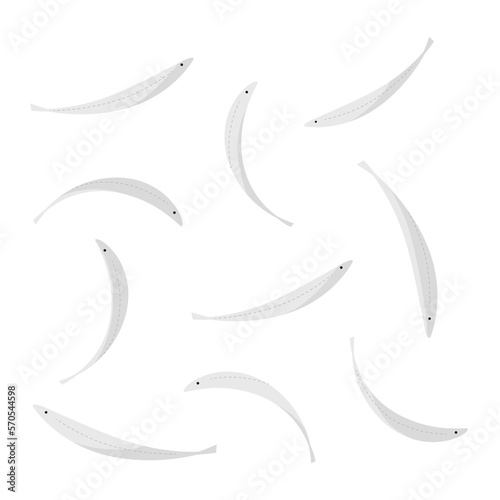 Vector illustration of whitebait from various angles. photo