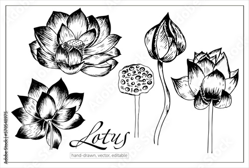 Hand drawn lotus flowers. Vector, isolated on white waterlily for botanic books, articles, decoration.