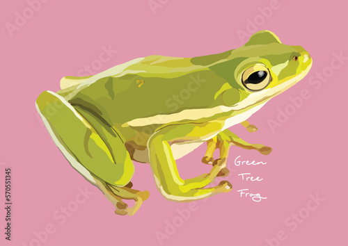 Vector Illustration of Green Tree Frog, White's tree frog, Dumpy tree frog