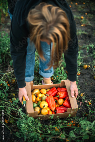 A Woman Harvests A Peppers and tomatoes From Her Garden © Cavan