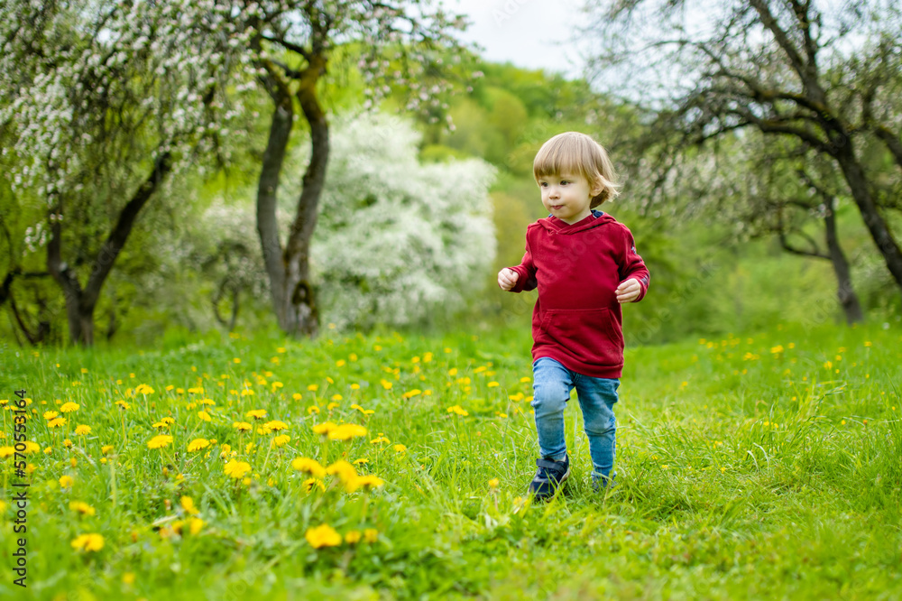 Cute toddler boy having fun in blossoming apple orchard on warm spring day. Active little boy picking flowers in city park. Cute toddler boy having fun in blossoming apple orchard on warm spring day. Active little boy picking flowers in city park.