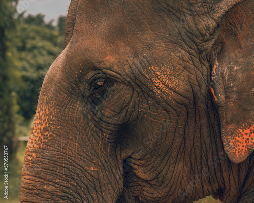Photography Elephant's portrait face in the nature