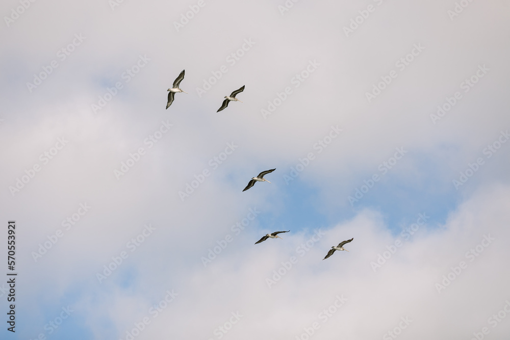 Pelicans flying on a cloudy day with abstract composition