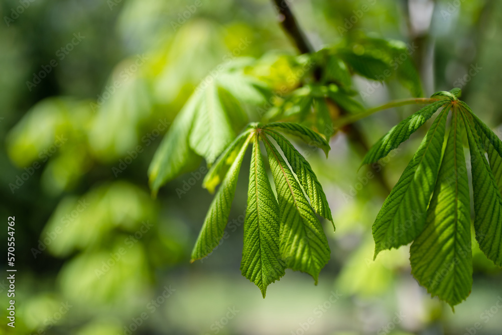 Young fresh chestnut leaves starting to grow in early spring Young fresh chestnut leaves starting to grow in early spring