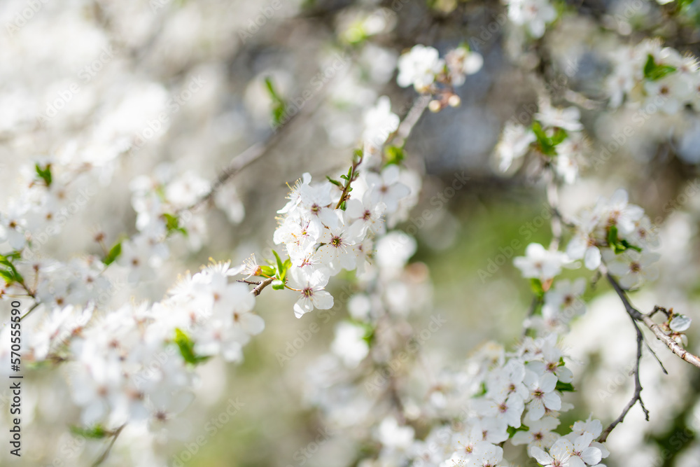 Beautiful cherry tree blossoming on spring. Beauty in nature. Tender cherry branches on spring day outdoors. Beautiful cherry tree blossoming on spring. Beauty in nature. Tender cherry branches on spring day outdoors.