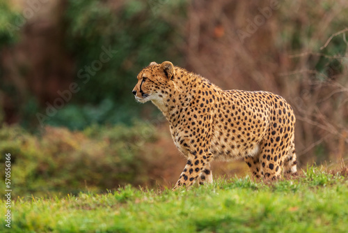 male cheetah (Acinonyx jubatus) beautiful animal