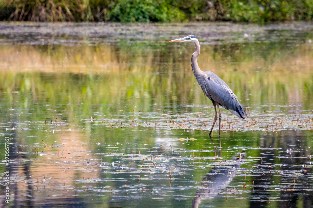 Fototapeta premium Great Blue Heron in lake