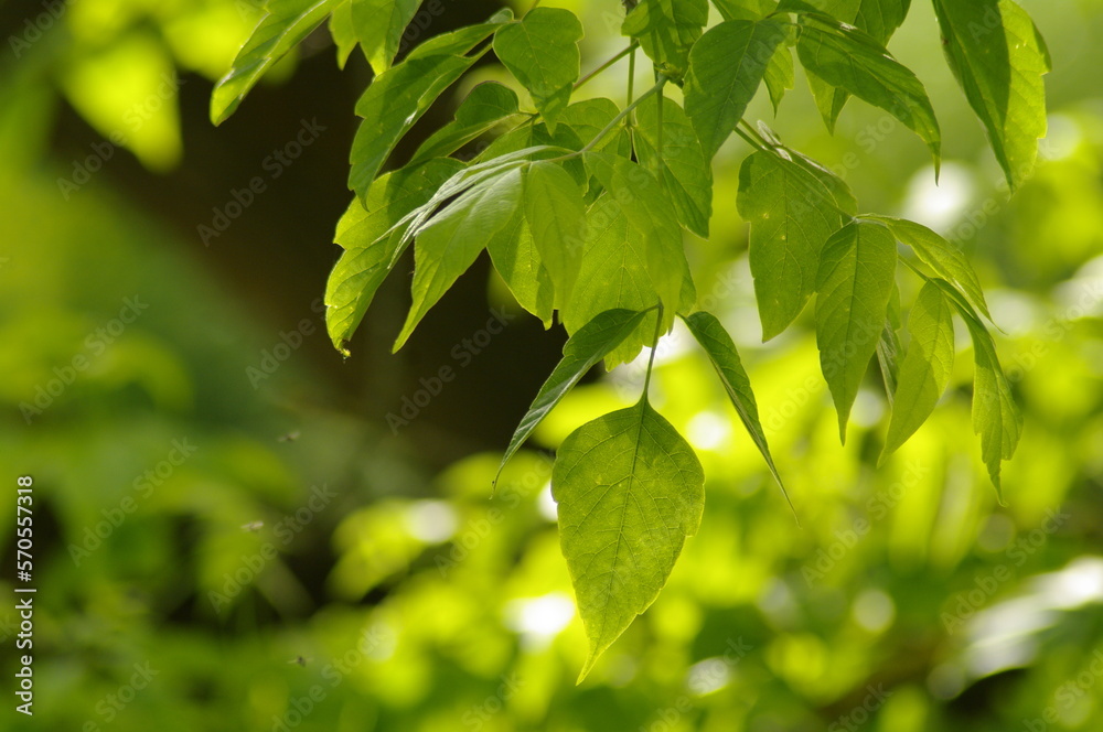 leaves leaves