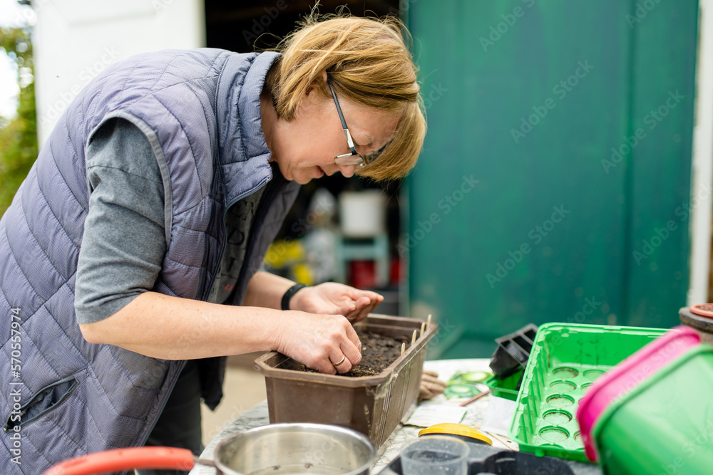 Woman planting young seedlings on spring day. Growing own fruits and vegetables in a homestead. Gardening and lifestyle of self-sufficiency. Woman planting young seedlings on spring day. Growing own fruits and vegetables in a homestead. Gardening and lifestyle of self-sufficiency.