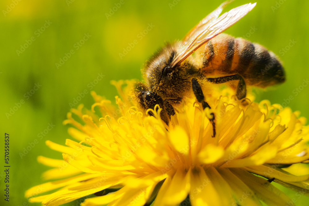 a small bee collects honey from a yellow dandelion a small bee collects honey from a yellow dandelion