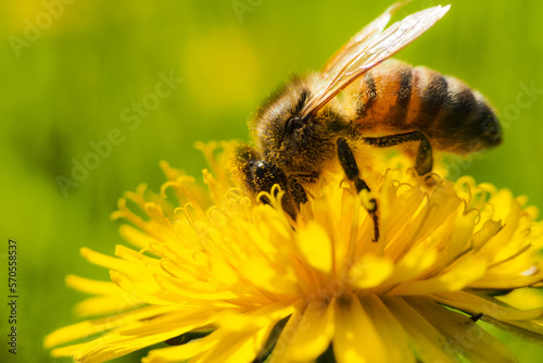 a small bee collects honey from a yellow dandelion