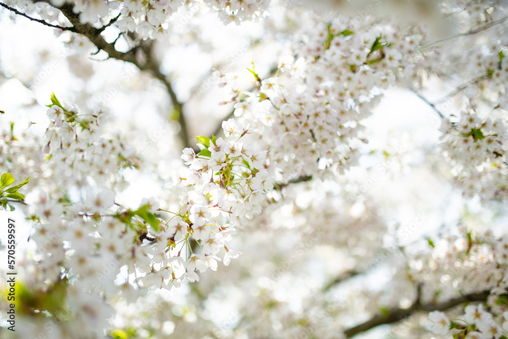 Beautiful cherry tree blossoming on spring. Beauty in nature. Tender cherry branches on spring day outdoors. Beautiful cherry tree blossoming on spring. Beauty in nature. Tender cherry branches on spring day outdoors.