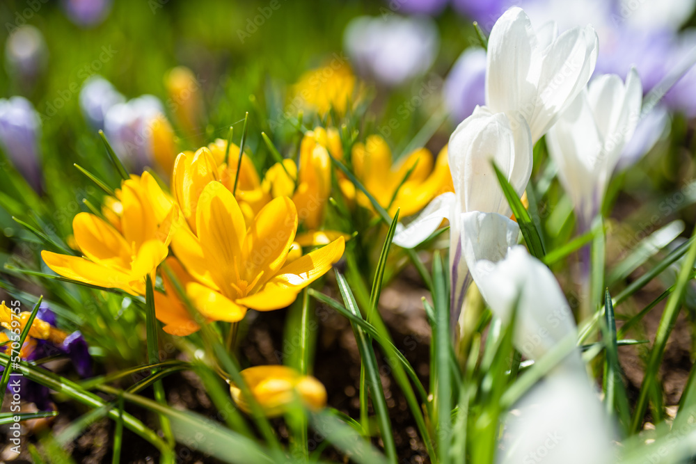 Blooming crocus flowers in the park. Spring landscape. Blooming crocus flowers in the park. Spring landscape.