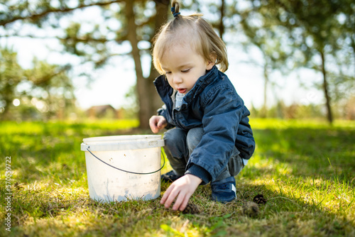 Cute toddler boy playing with pine cones outdoors on sunny spring day. Child exploring nature. photo