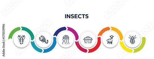 insects outline icons with infographic template. thin line icons such as lobster, scorpion, jellyfish, pet cage, alpaca, louse vector.