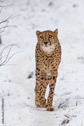male cheetah (Acinonyx jubatus) in winter weather in the snow